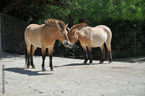 Wildpferde im Zoo