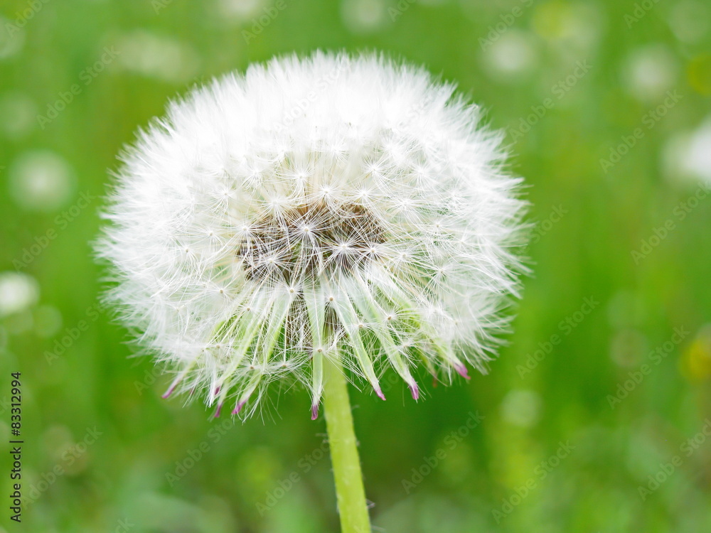 white dandelion 