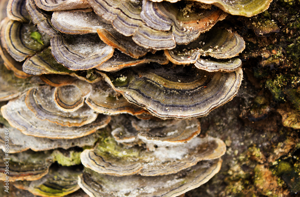 thicket of old wood fungi green moss on a tree thicket of old wood fungi green moss on a tree