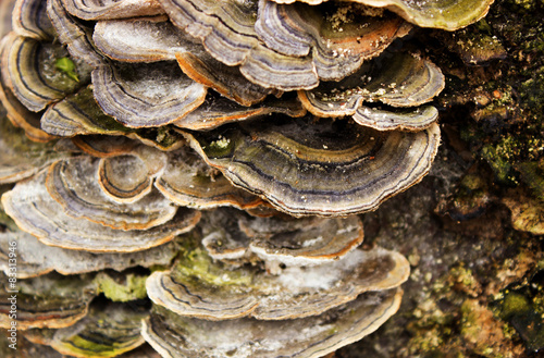 thicket of old wood fungi green moss on a tree