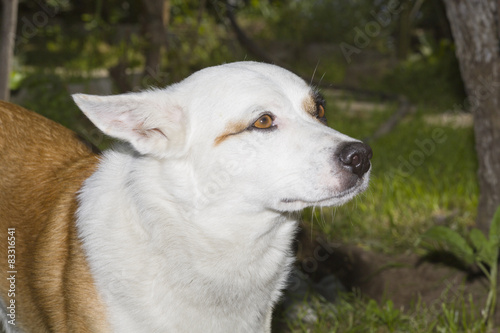Dog Jack Russell Terrier © Malyeuski Dzmitry