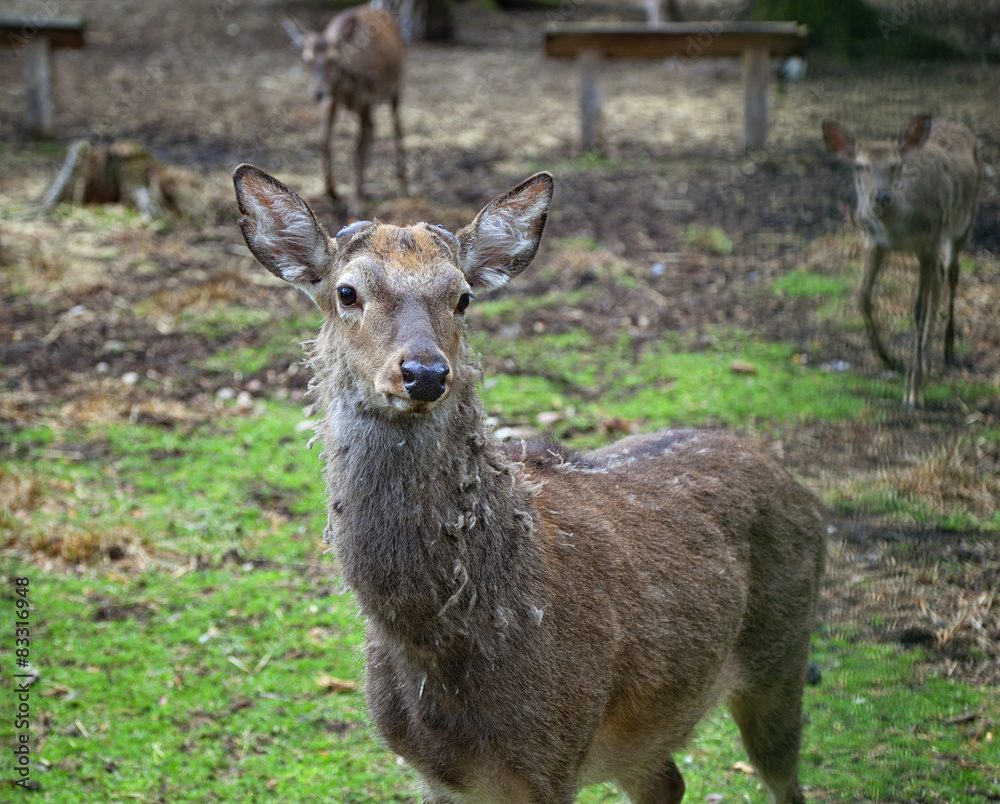 European red deer in nature