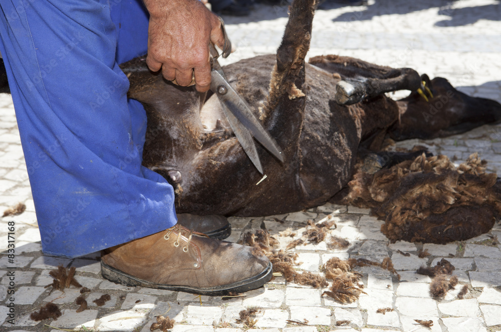 Mature farmer shearing sheep for wool outdoors Mature farmer shearing sheep for wool outdoors