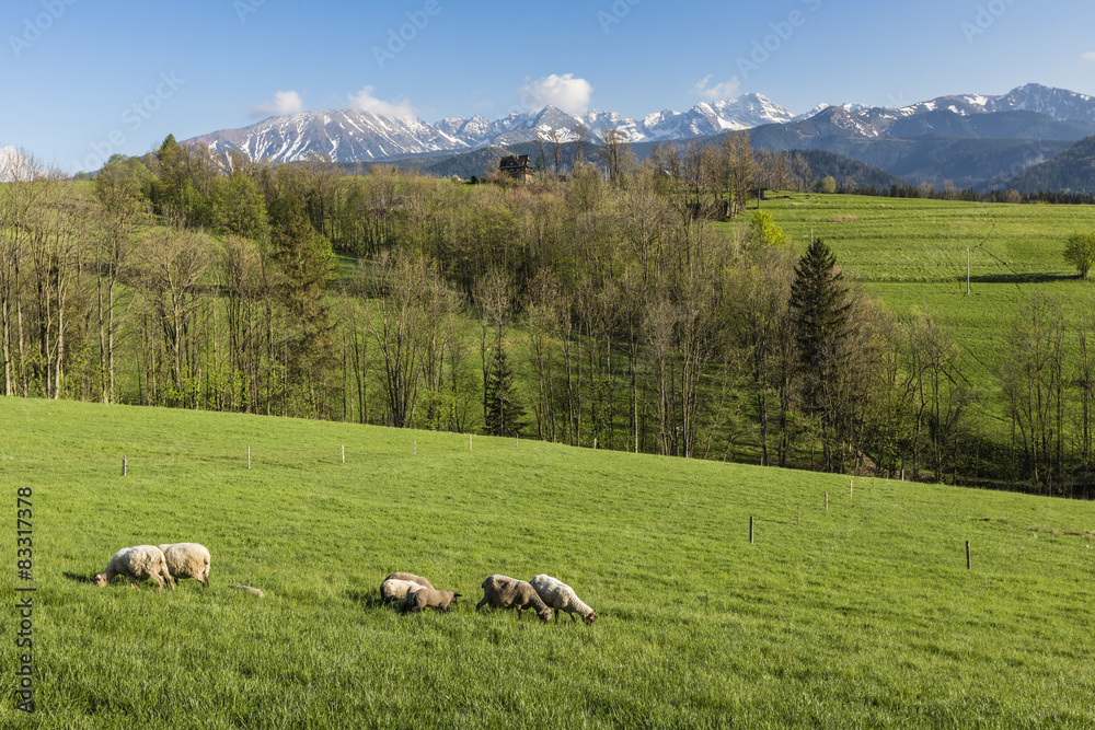 Panorama of Tatra Mountains in spring time, Poland