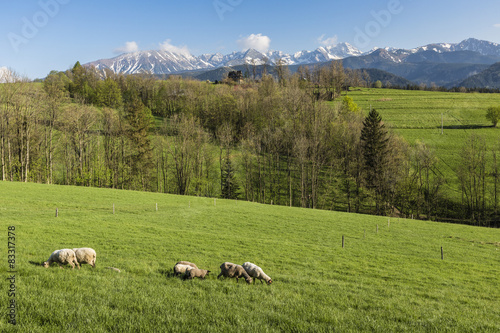 Panorama of Tatra Mountains in spring time, Poland