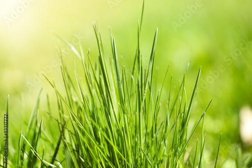 Green grass, close up