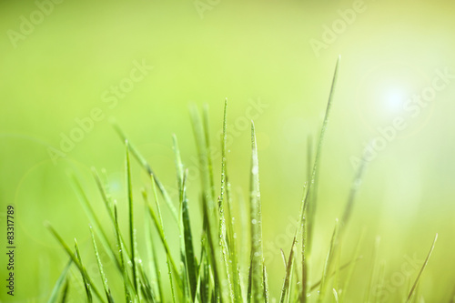 Green grass with dew, close up