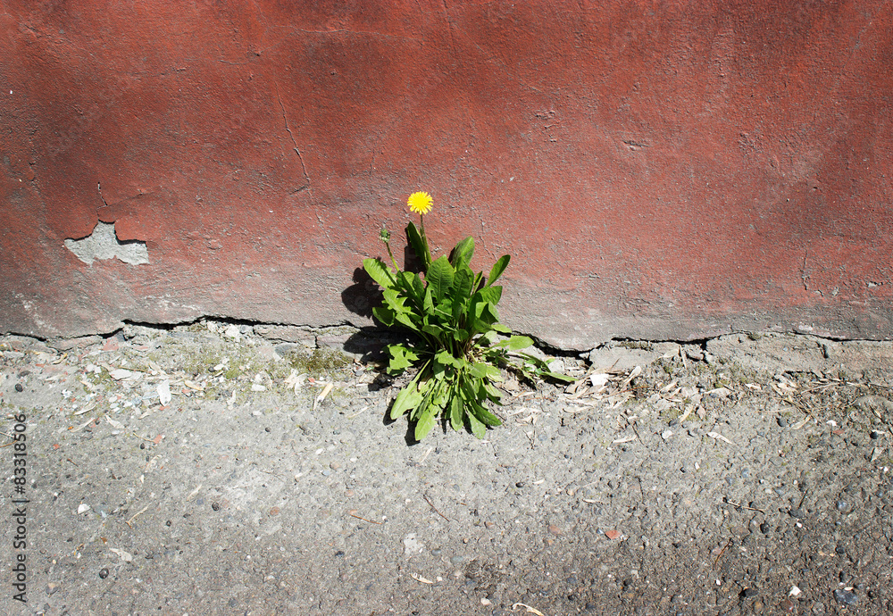 Obraz premium concrete wall flower yellow dandelion resistant life