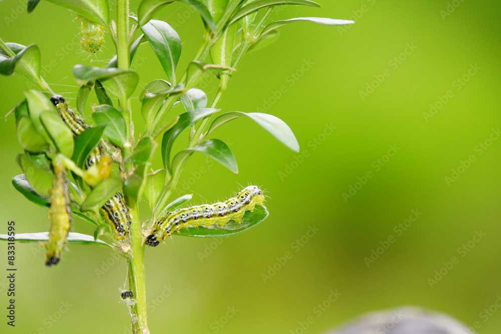 Fototapeta premium Buchsbaumzünsler (Cydalima perspectalis)