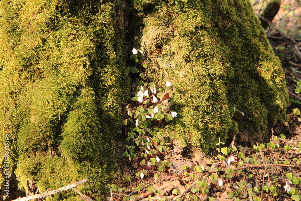 Blüten am Fuss eines bemoosten Baumes Blüten am Fuss eines bemoosten Baumes