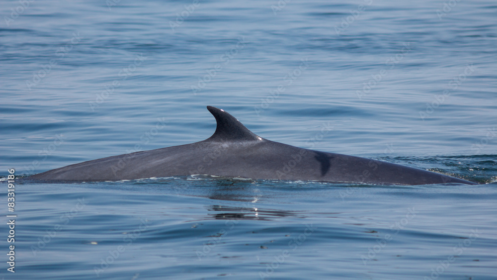 Fototapeta premium The Bryde's Whale.
