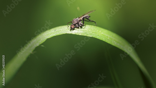 Dead fly on leaf