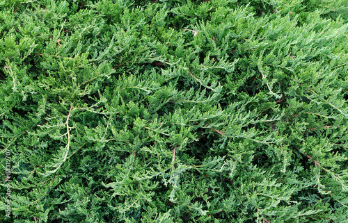 texture juniper branches. Juniperus