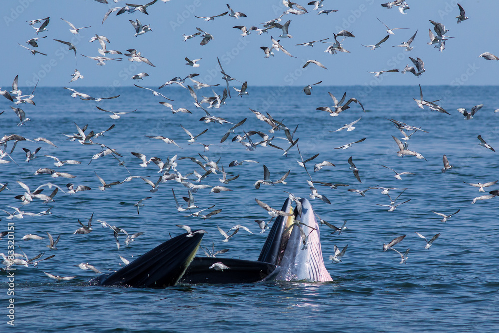 Fototapeta premium The Bryde's Whale.
