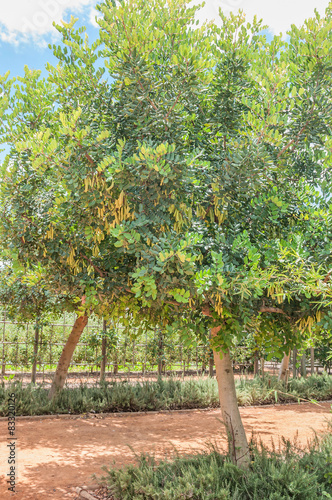 Female carob tree