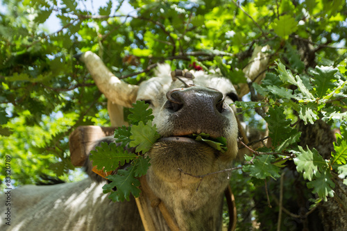 mucca toro erbivoro photo