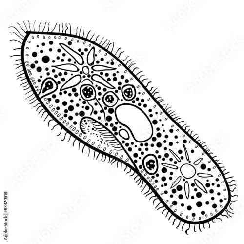 Paramecium of the phylum Ciliophora. Vector 2