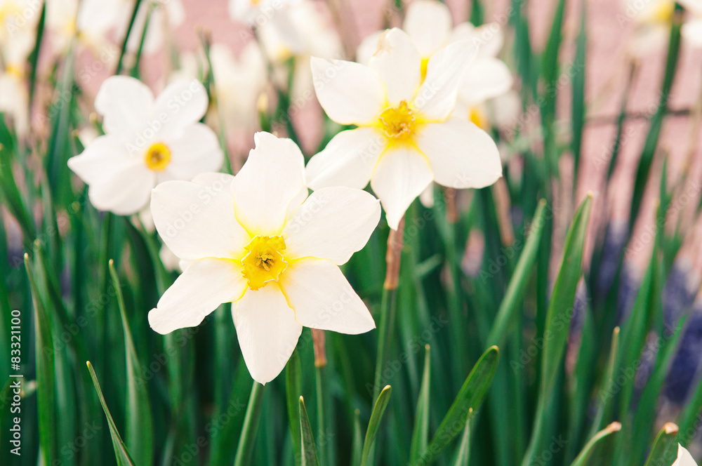 White daffodils White daffodils
