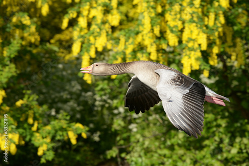 Greylag Goose, Anser anser © Maciej Olszewski