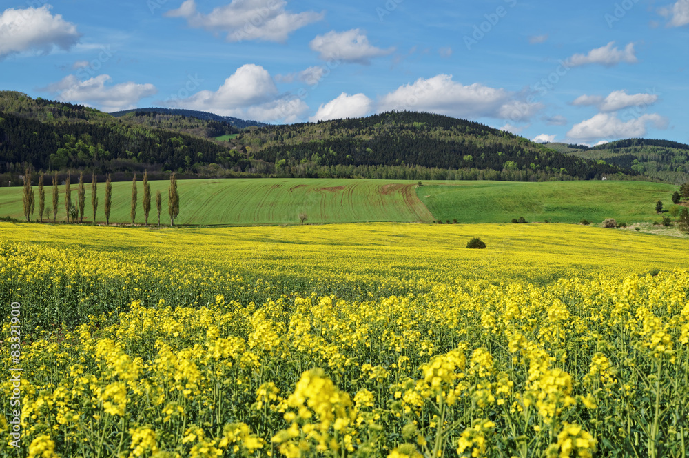 Yellow flowering rapeseed field in countryside