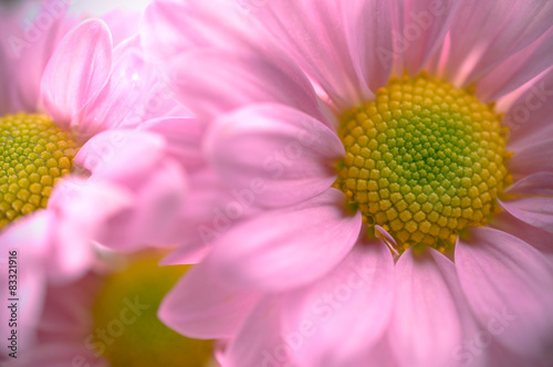 Beautiful chrysanthemum flower