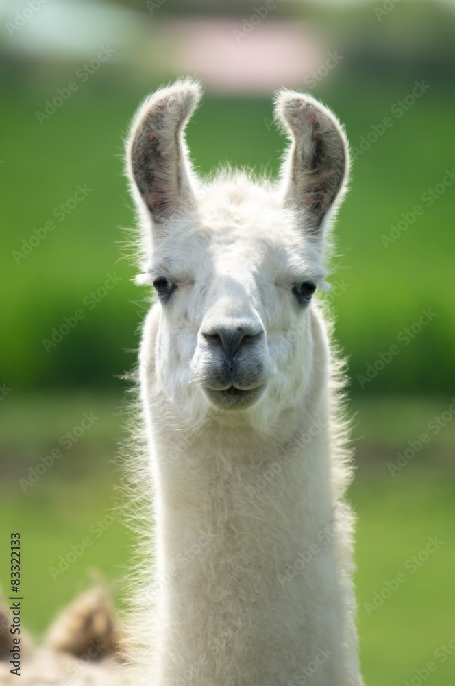 Weißes Lama mit langem Hals blickt aufmerksam