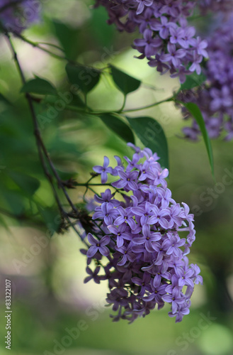 Syringa flower in park in  sunny day in May