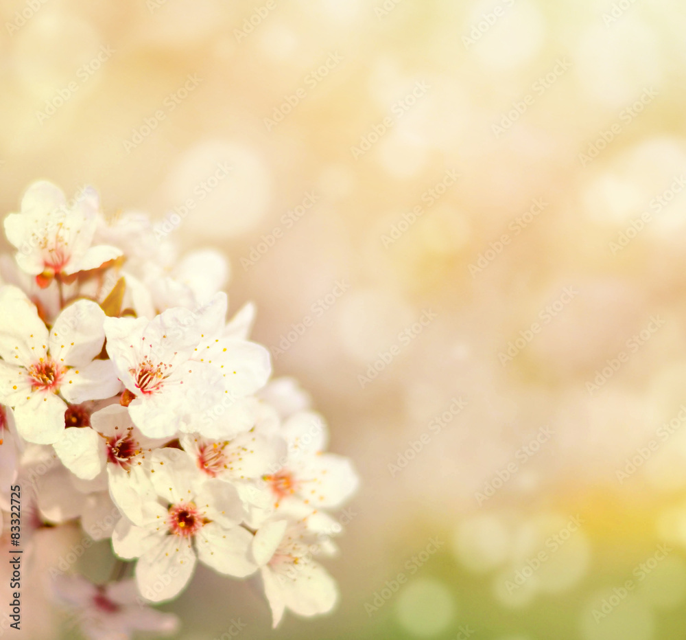 Fototapeta premium Beautiful spring cherry tree with flowers and bokeh