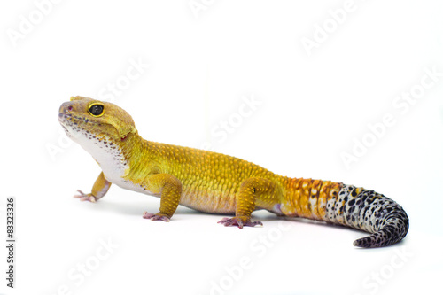 Male leopard gecko on white background
