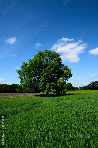 Green field with lone tree