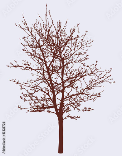 silhouette of a spring tree