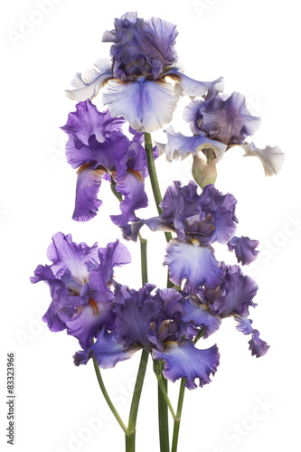 Fototapeta Naklejka Na Ścianę i Meble -  iris