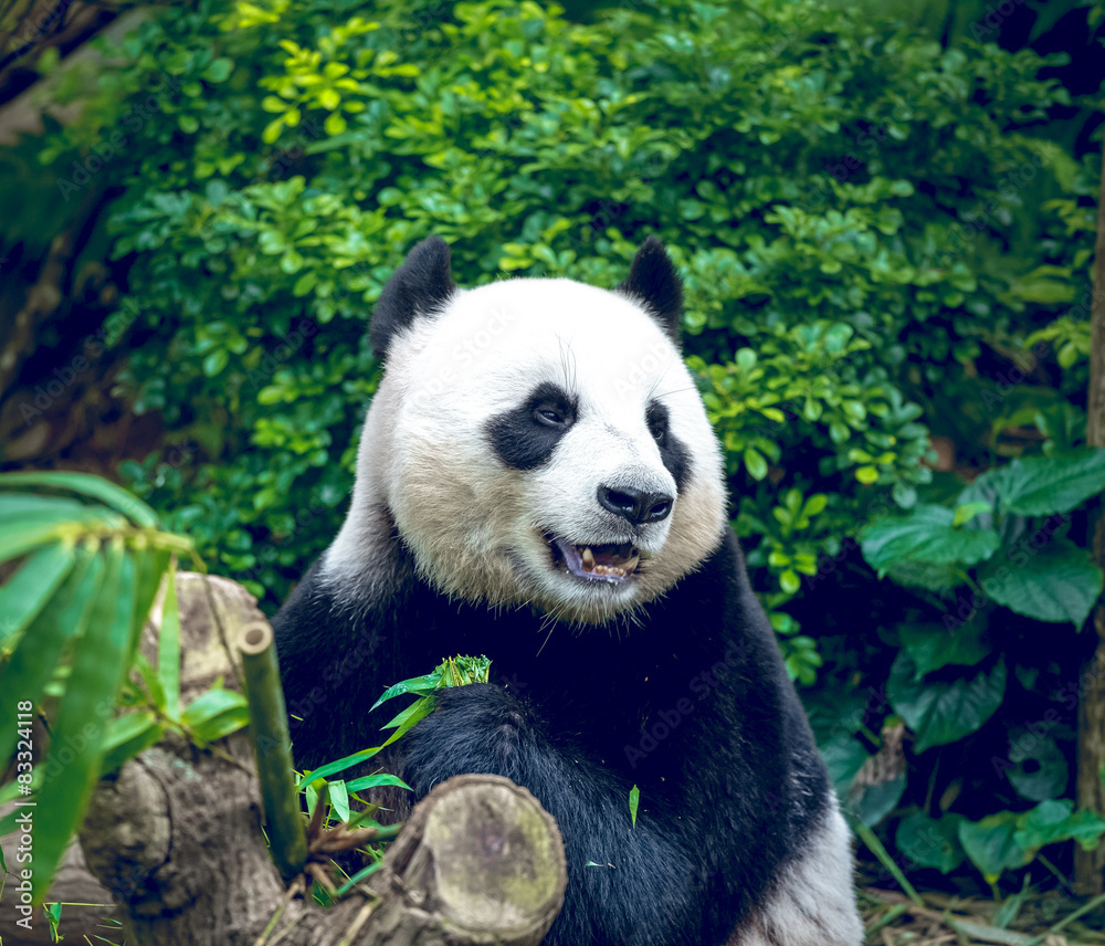 Fototapeta premium Giant panda
