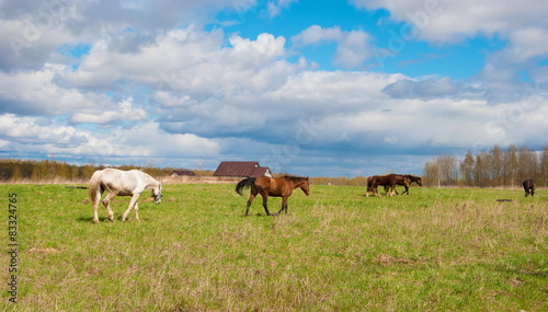 Rural landscape with horses in the pasture © allegro60