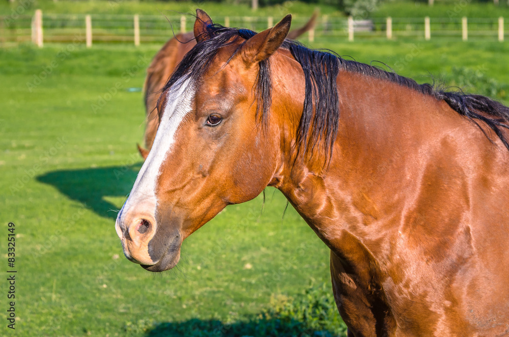 Obraz premium Beautiful Chestnut Horse