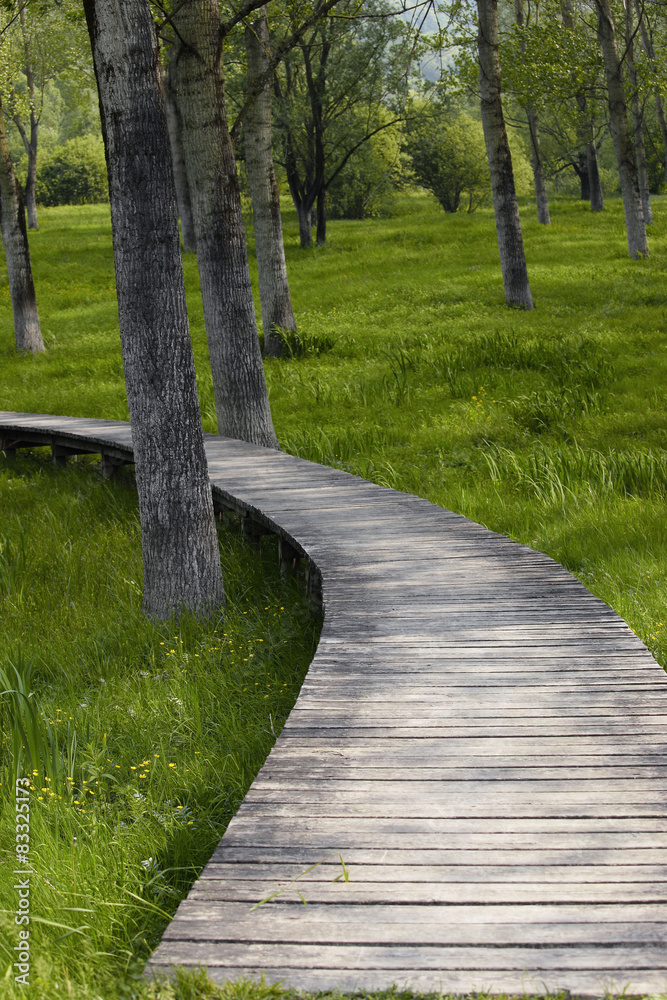 caminare nel verde