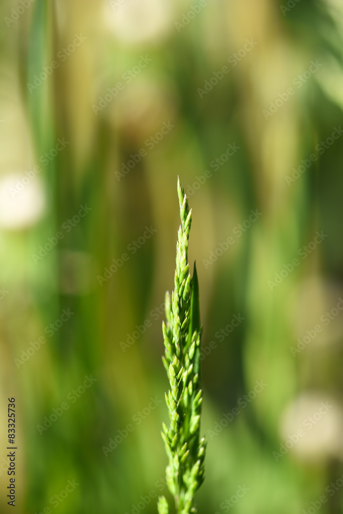 Getreide