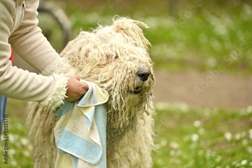 Komondor - un chien de moutons hongrois photo