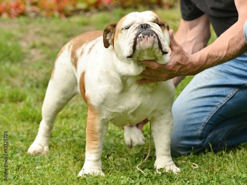 Bulldog anglais sur le terrain d herbe verte