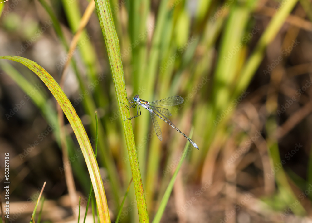 Wild golden grey dragonfly anax imperator Sympetrum Fonscolombii Wild golden grey dragonfly anax imperator Sympetrum Fonscolombii