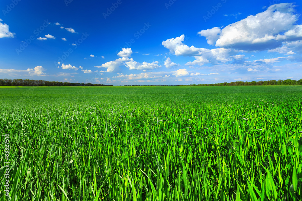 Fototapeta premium Green field