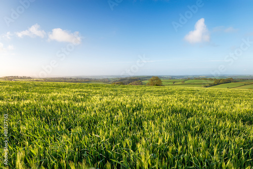 Barley Fields in Cornwall © Helen Hotson