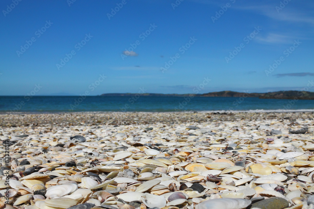 sea shells on sea shore - shallow dof