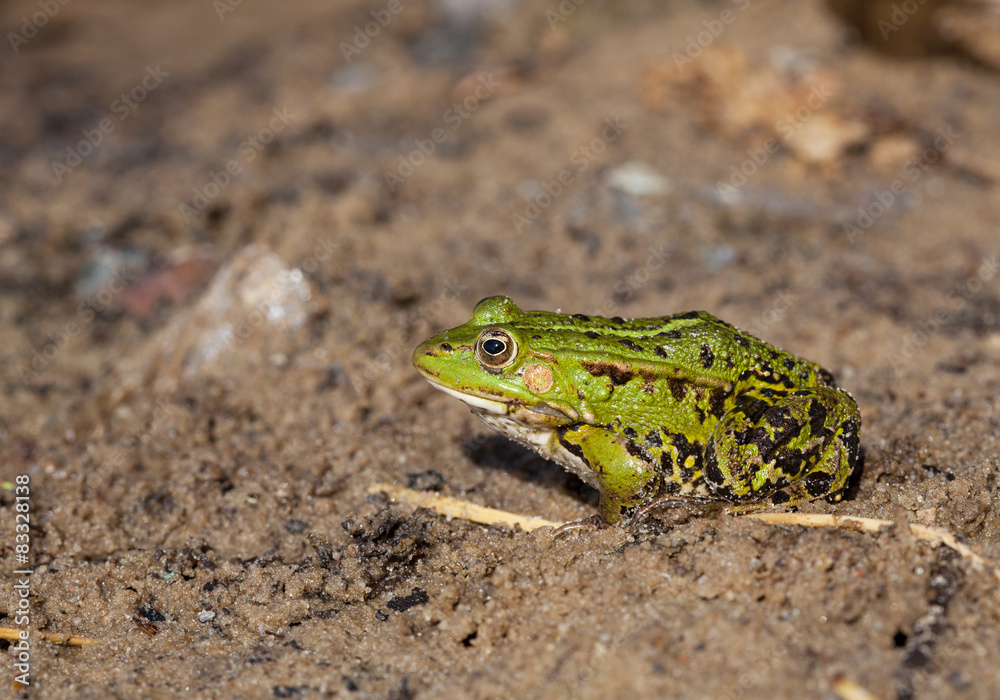 Obraz premium Green water frog (Rana lessonae) 