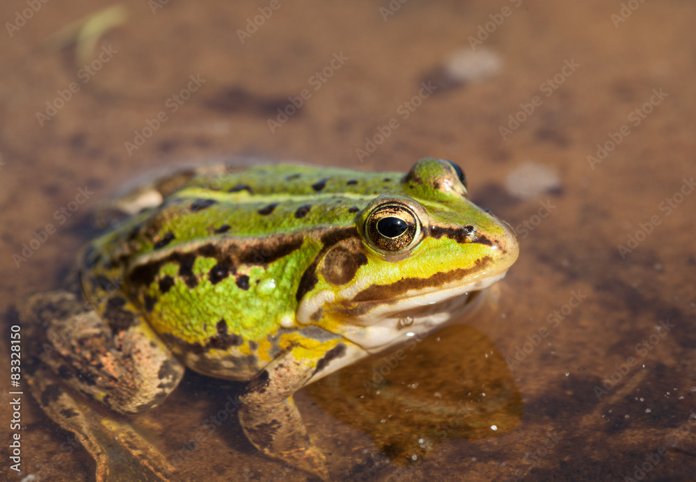 Head of green water frog (Rana lessonae), close up Head of green water frog (Rana lessonae), close up