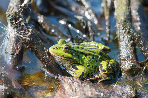 Fotografiet Green water frog (Rana lessonae)