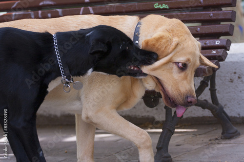 Castigo labrador