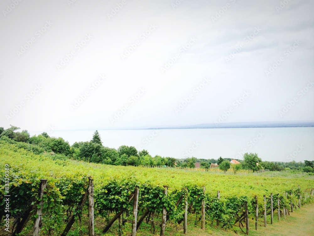 Obraz premium Wein am See