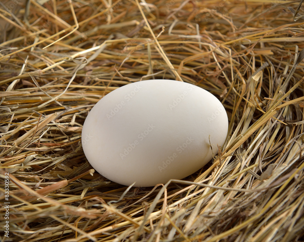 Close up of white egg in bird nest