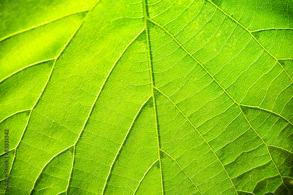 Close up of fresh green leaf with veins Close up of fresh green leaf with veins